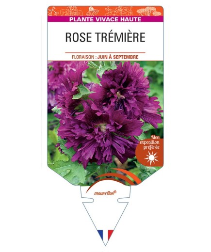 ALCEA ROSEA voir Rose Trémière double (violet)