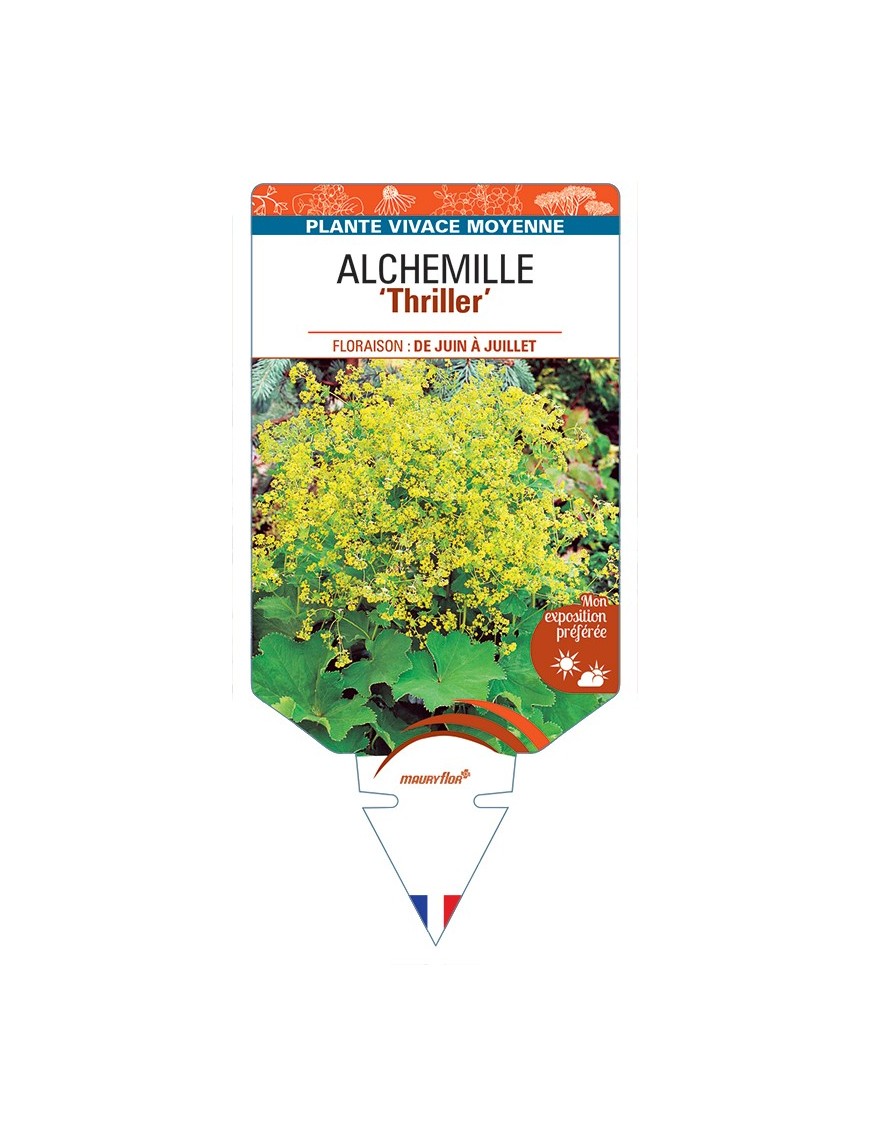 ALCHEMILLE (mollis) Thriller
