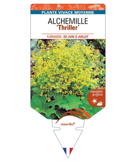 ALCHEMILLE (mollis) Thriller