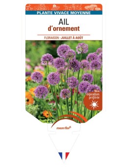 ALLIUM Millenium voir Ail d’ornement