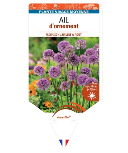 ALLIUM Millenium voir Ail d’ornement