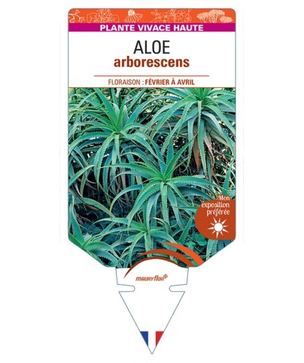 ALOE arborescens