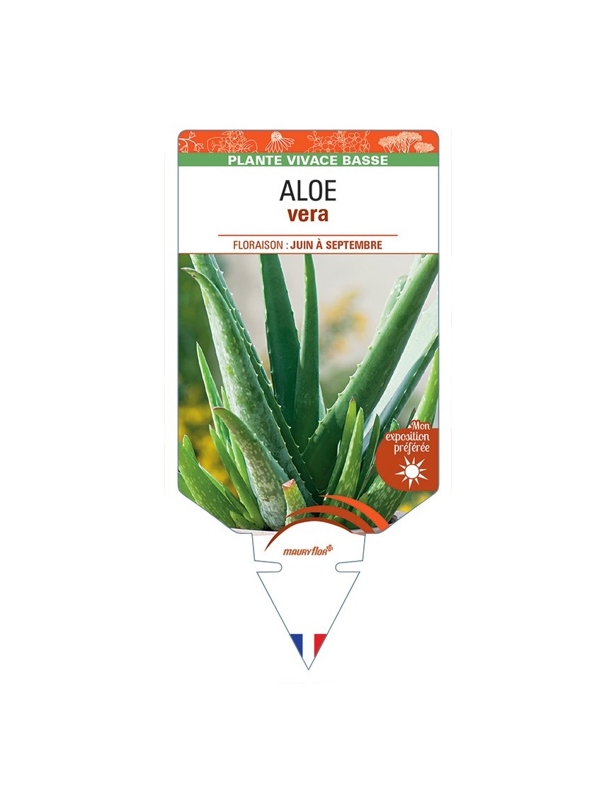 ALOE vera