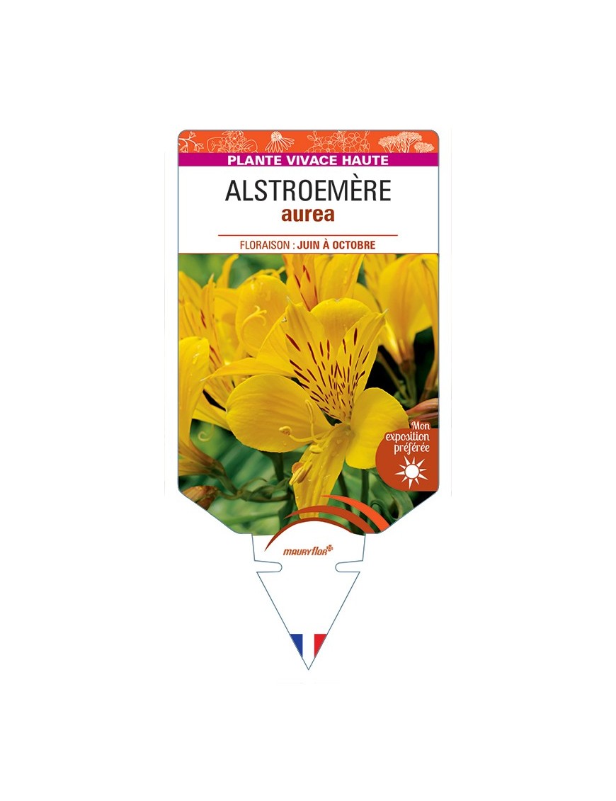 ALSTROEMERIA aurea
