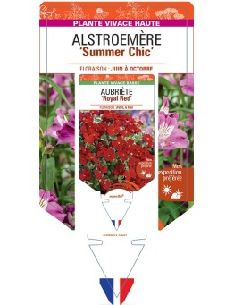 ALSTROEMERIA Summer Chic