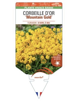 ALYSSUM montanum Mountain Gold voir CORBEILLE D’OR