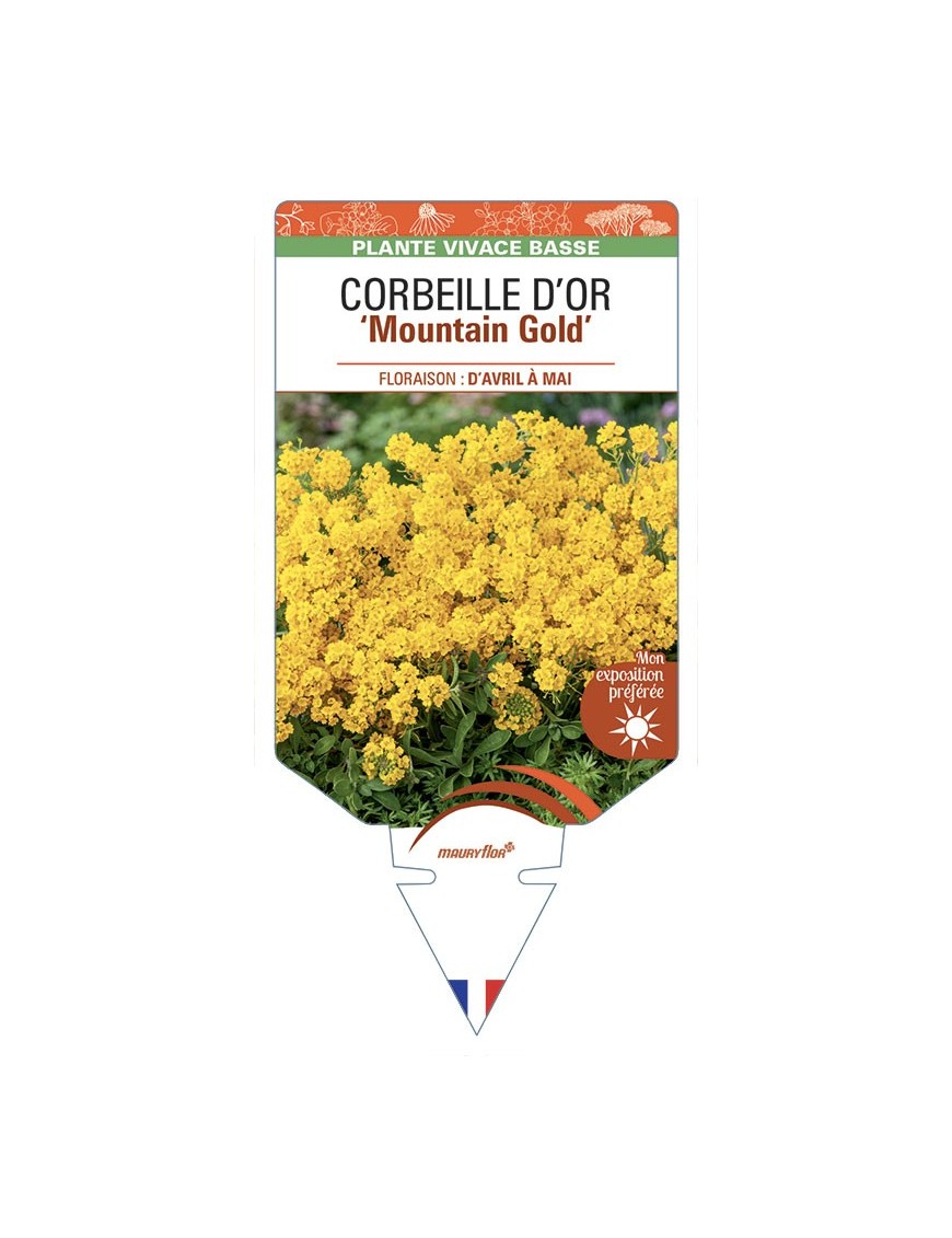 ALYSSUM montanum Mountain Gold voir CORBEILLE D’OR