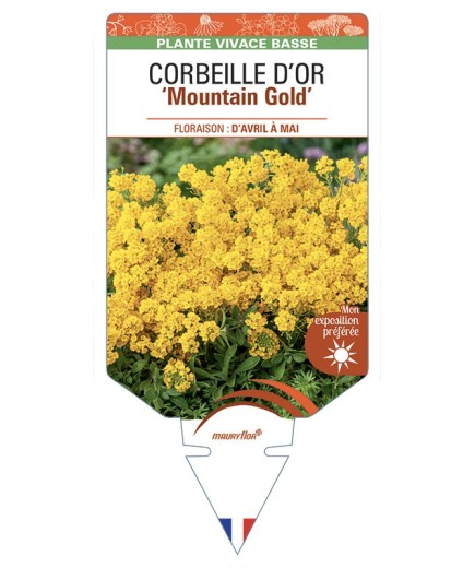 ALYSSUM montanum Mountain Gold voir CORBEILLE D’OR