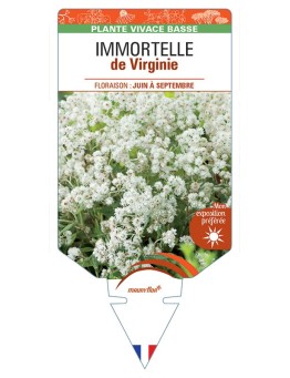 ANAPHALIS TRIPLINERVIS voir Immortelle de Virginie