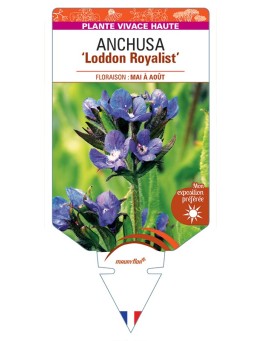 ANCHUSA (azurea) Loddon Royalist