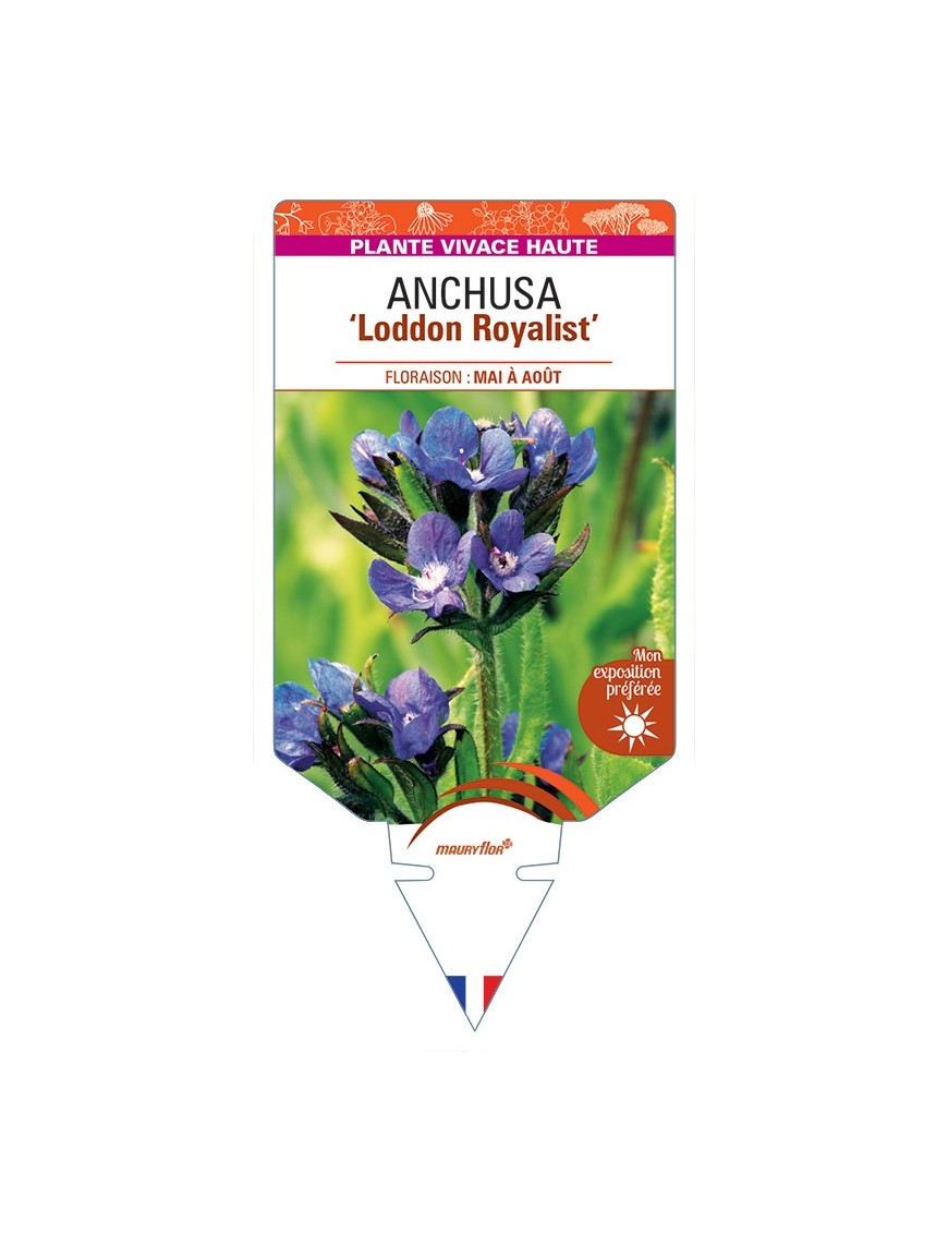 ANCHUSA (azurea) Loddon Royalist