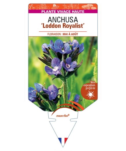 ANCHUSA (azurea) Loddon Royalist
