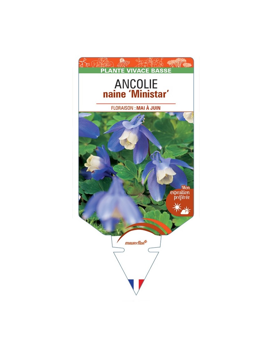 ANCOLIE (flabellata) naine Ministar (bleu)