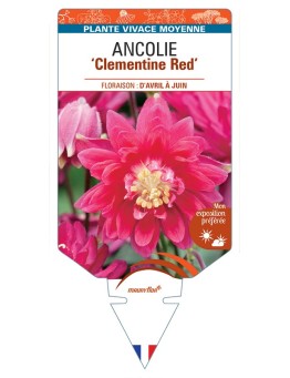 ANCOLIE (vulgaris) Clementine Red