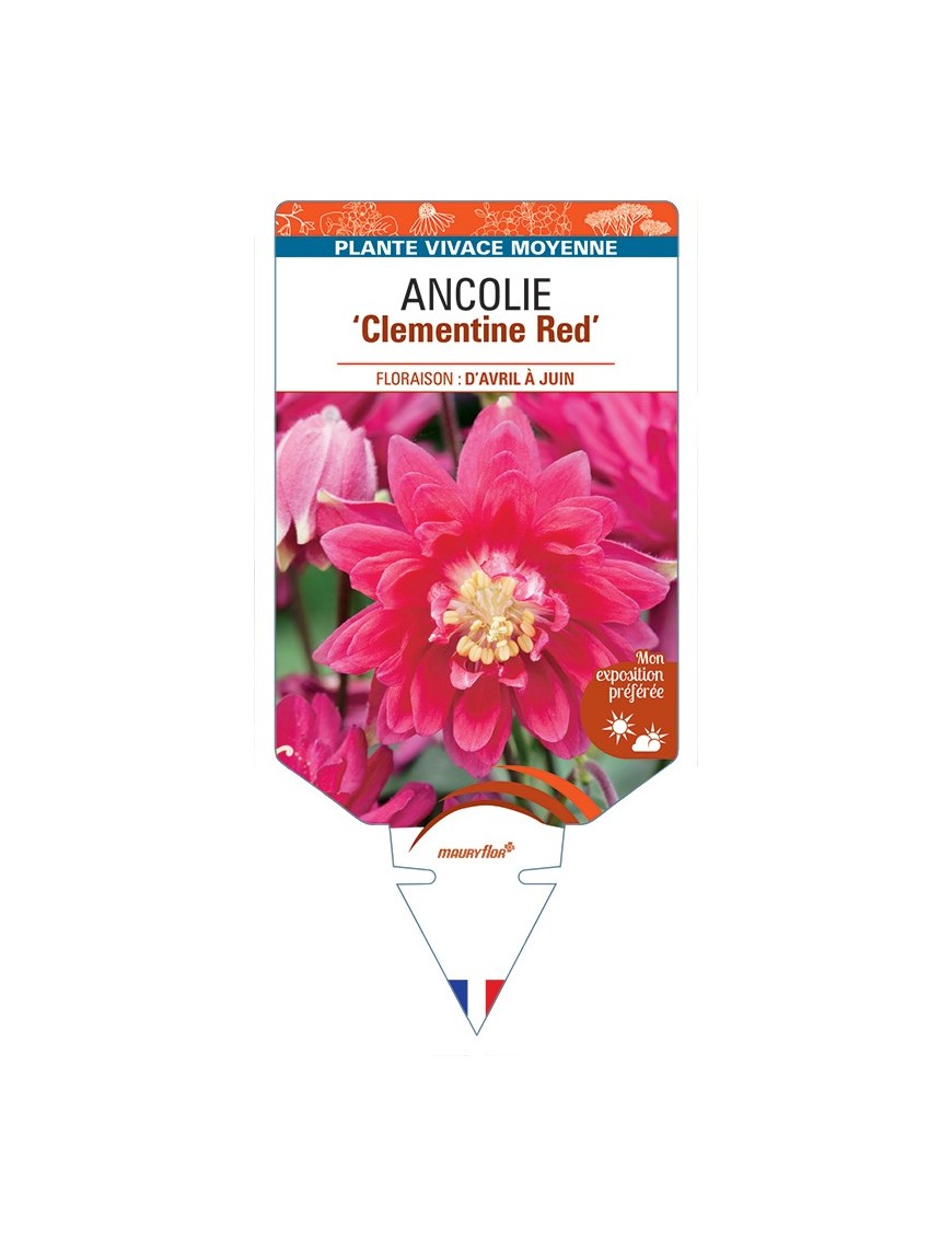 ANCOLIE (vulgaris) Clementine Red