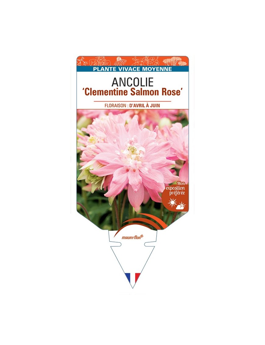 ANCOLIE (vulgaris) Clementine Salmon (rose)