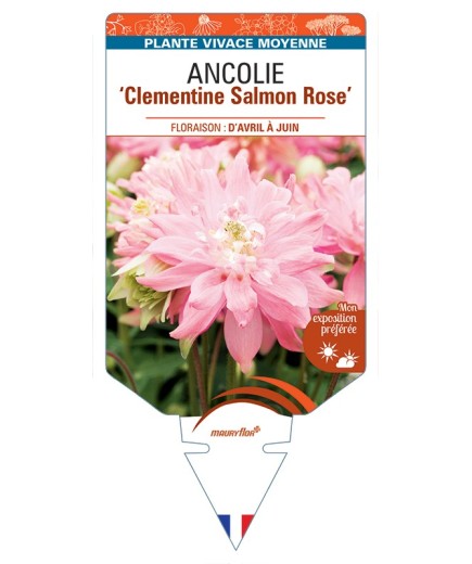 ANCOLIE (vulgaris) Clementine Salmon (rose)