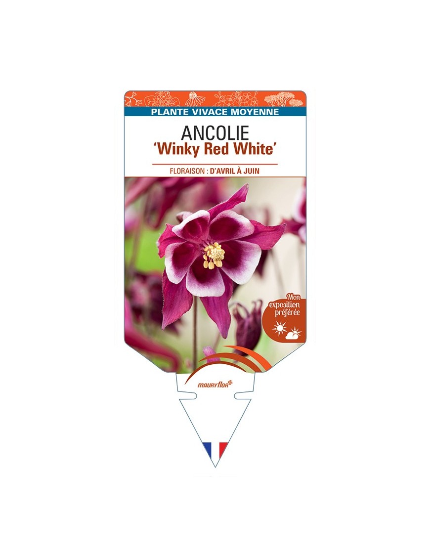 ANCOLIE (vulgaris) Winky Red White