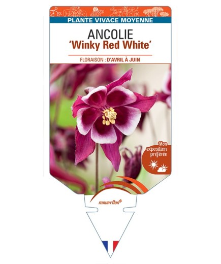 ANCOLIE (vulgaris) Winky Red White