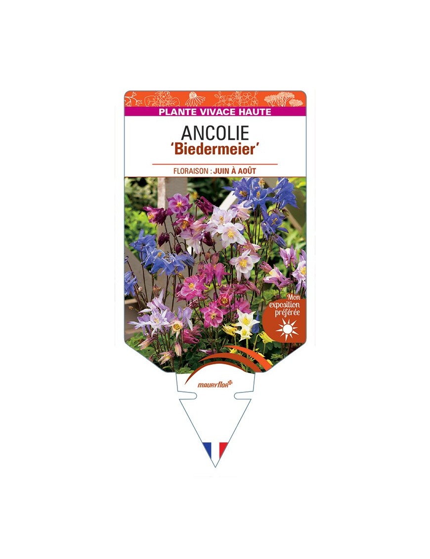 ANCOLIE Biedermeier