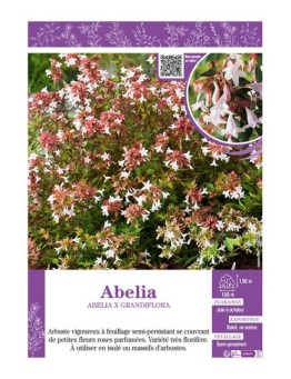 ABELIA X GRANDIFLORA