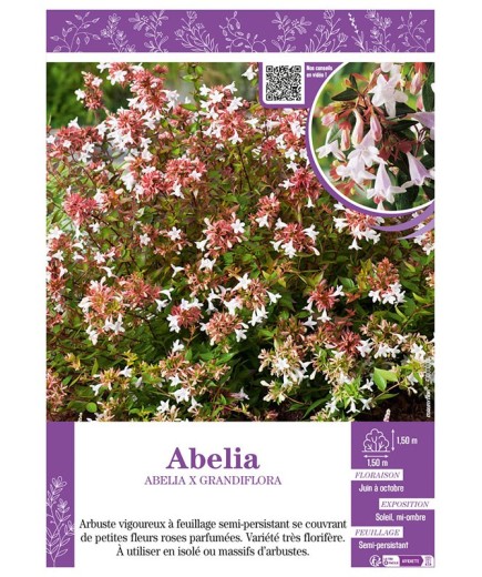 ABELIA X GRANDIFLORA