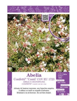 ABELIA X GRANDIFLORA CONFETTI® CONTI