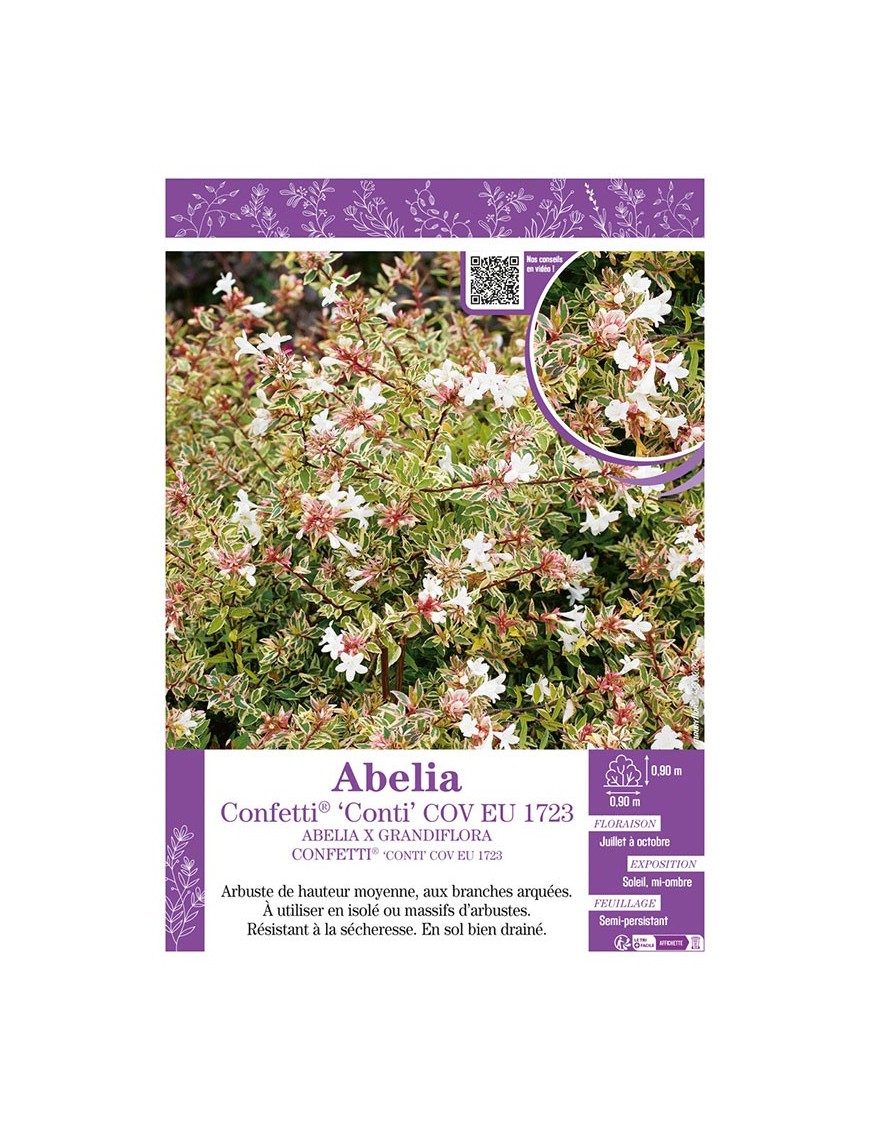 ABELIA X GRANDIFLORA CONFETTI® CONTI