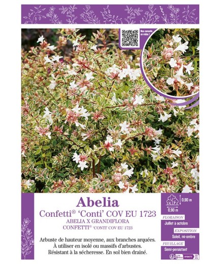 ABELIA X GRANDIFLORA CONFETTI® CONTI