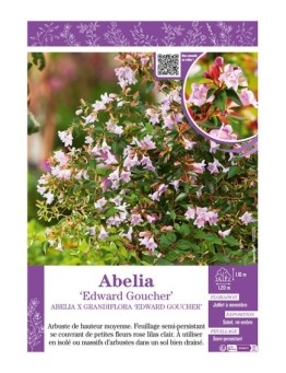 ABELIA X GRANDIFLORA EDWARD GOUCHER
