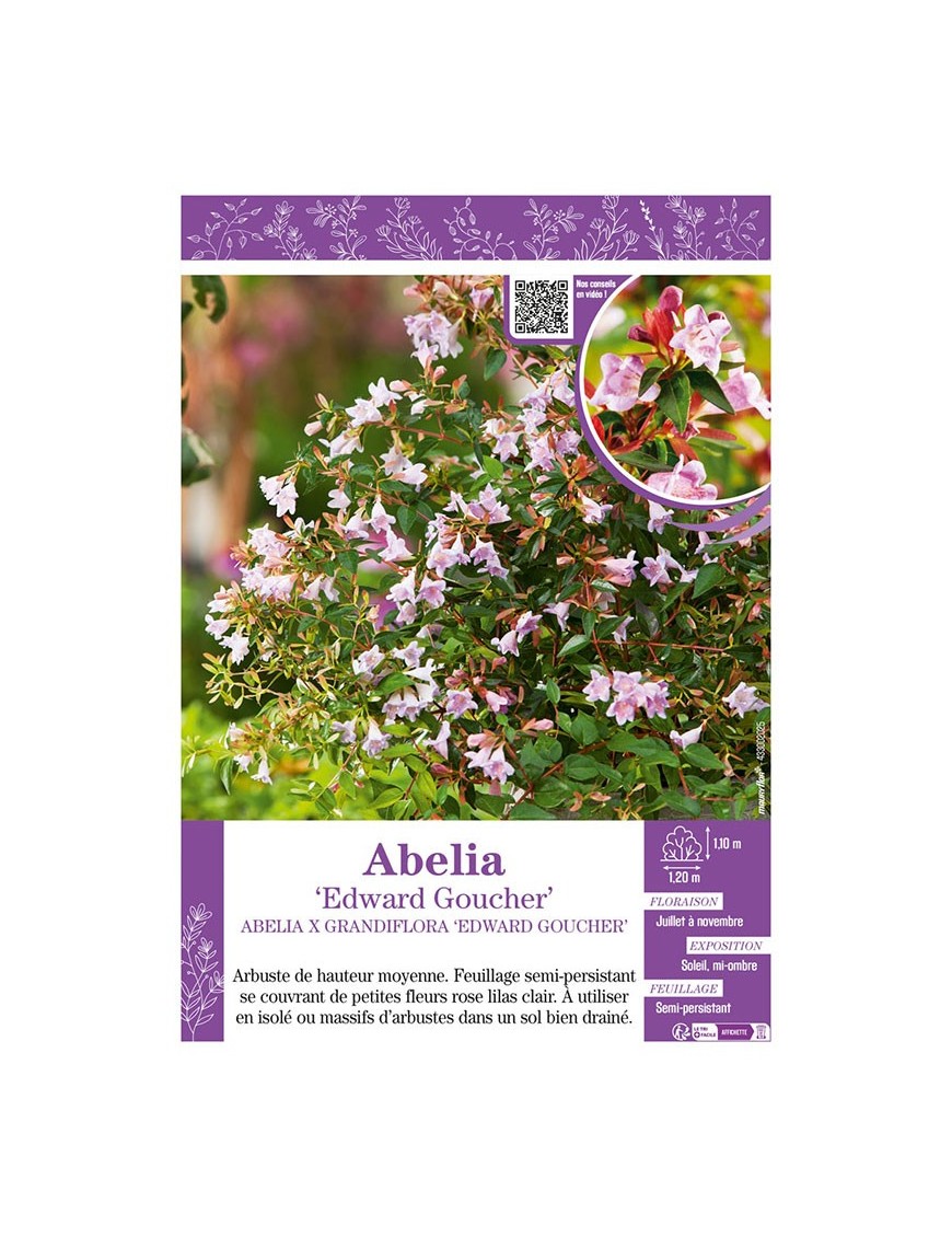 ABELIA X GRANDIFLORA EDWARD GOUCHER