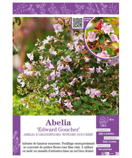 ABELIA X GRANDIFLORA EDWARD GOUCHER