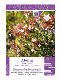 ABELIA GRANDIFLORA PROSTRATA