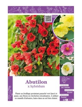 ABUTILON X HYBRIDUM (varié)