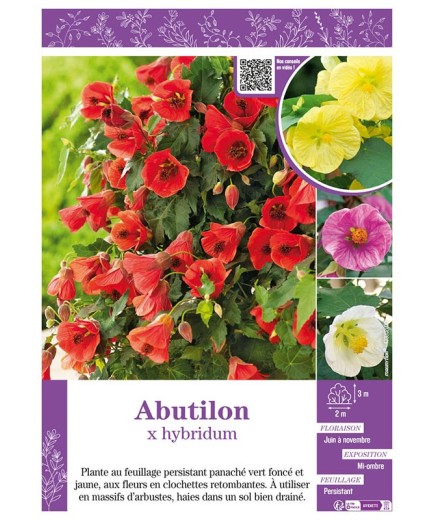 ABUTILON X HYBRIDUM (varié)