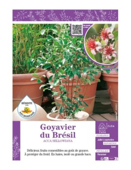 ACCA SELLOWIANA voir Goyavier du Brésil