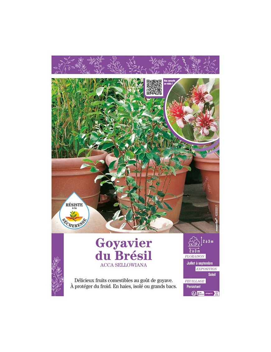 ACCA SELLOWIANA voir Goyavier du Brésil