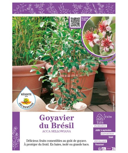 ACCA SELLOWIANA voir Goyavier du Brésil