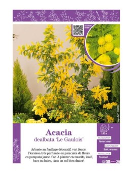 ACACIA DEALBATA LE GAULOIS