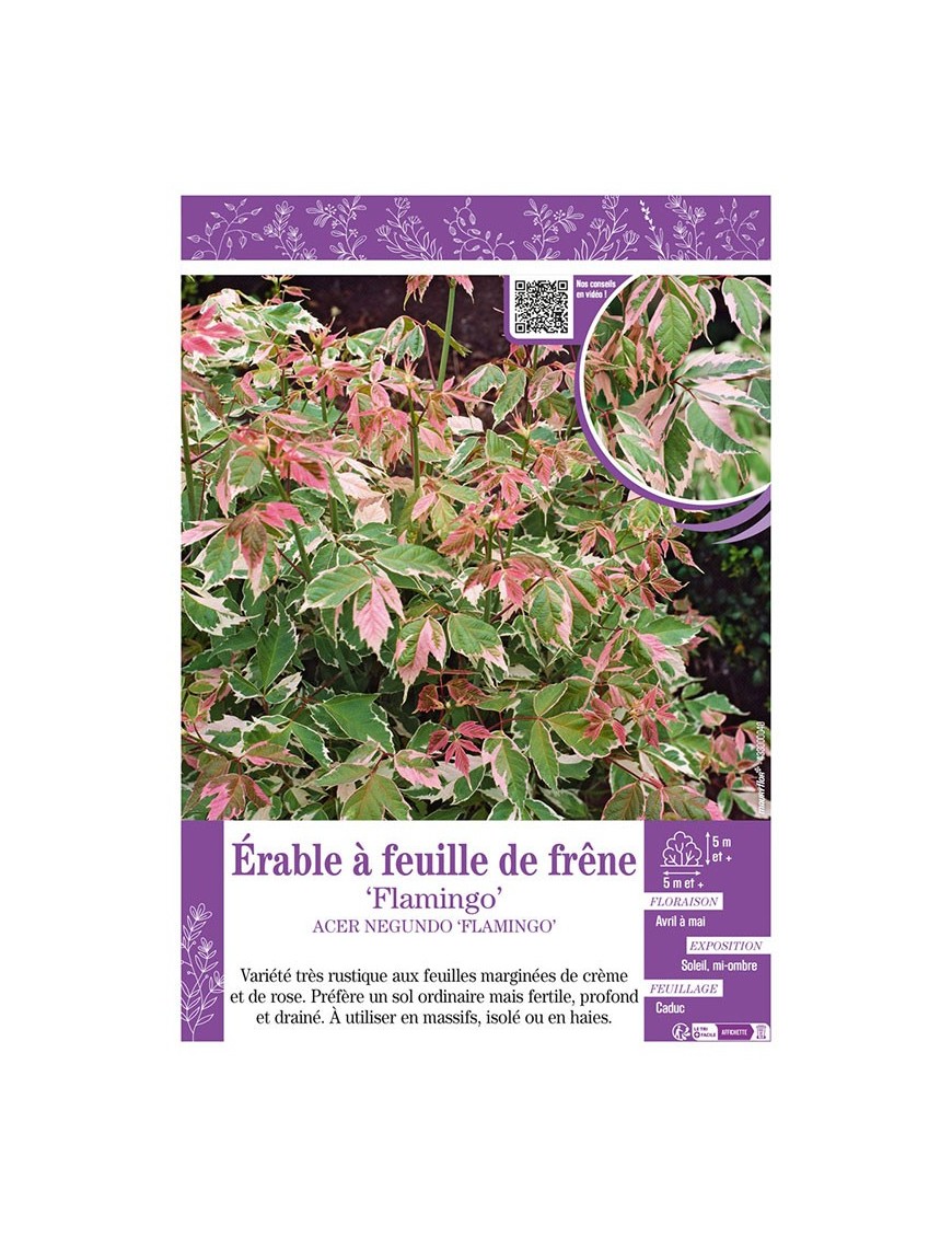 ACER NEGUNDO FLAMINGO voir ÉRABLE À FEUILLE DE FRÊNE