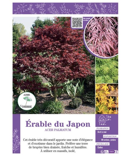 ACER PALMATUM voir ÉRABLE DU JAPON (varié)