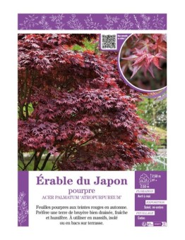 ACER PALMATUM ATROPURPUREUM voir ÉRABLE DU JAPON POURPRE