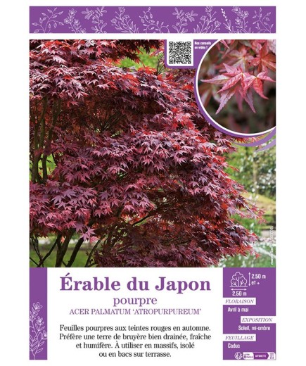 ACER PALMATUM ATROPURPUREUM voir ÉRABLE DU JAPON POURPRE
