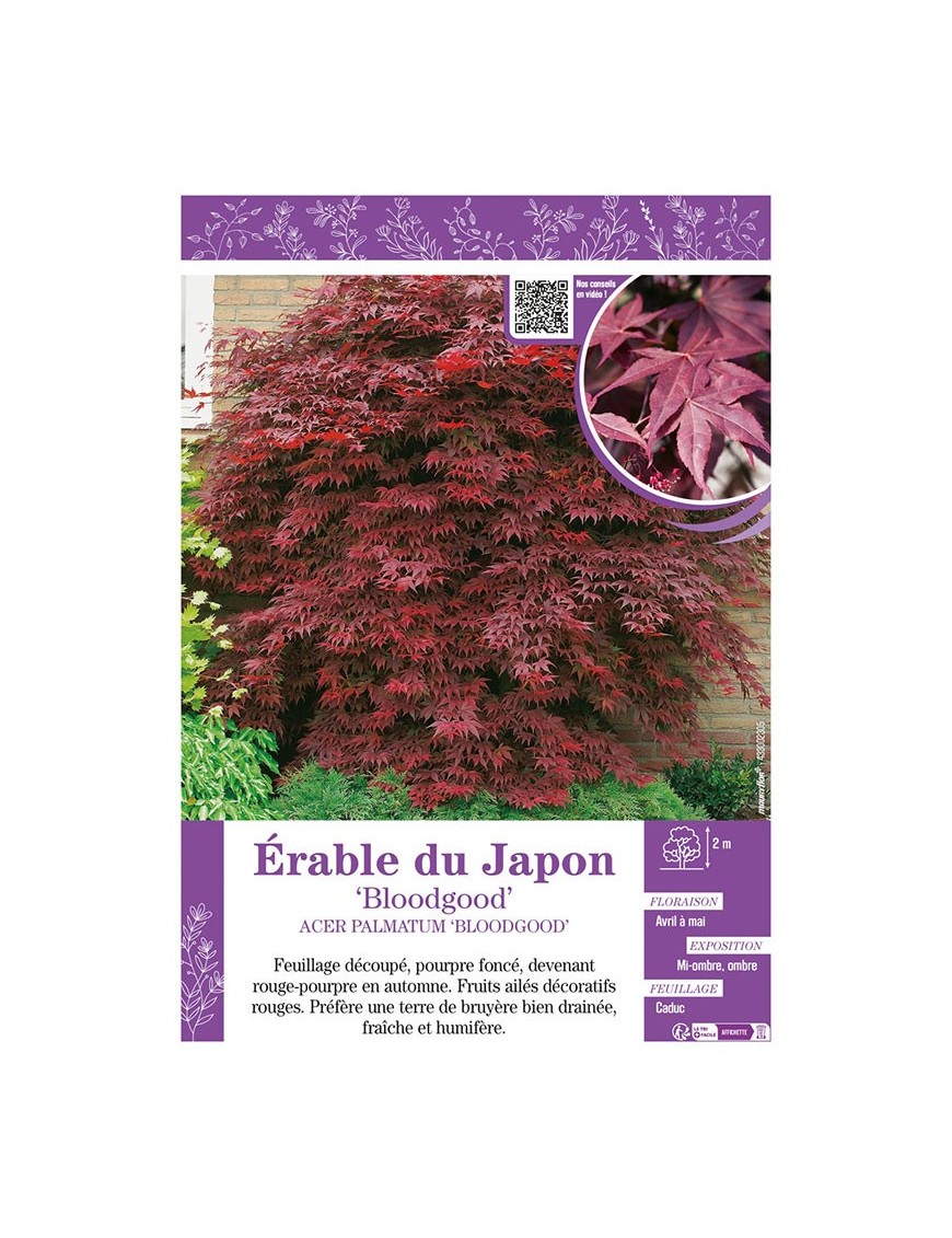 ACER PALMATUM BLOODGOOD voir ÉRABLE DU JAPON
