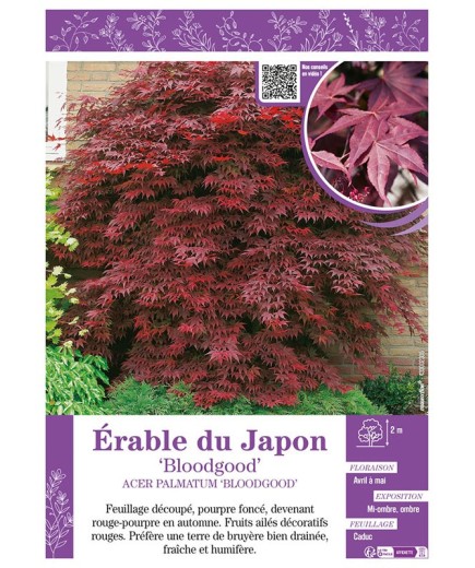ACER PALMATUM BLOODGOOD voir ÉRABLE DU JAPON