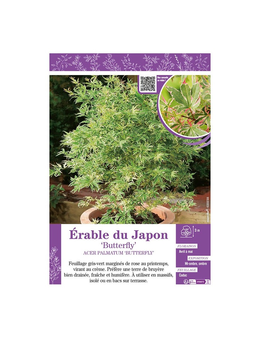 ACER PALMATUM BUTTERFLY voir ÉRABLE DU JAPON
