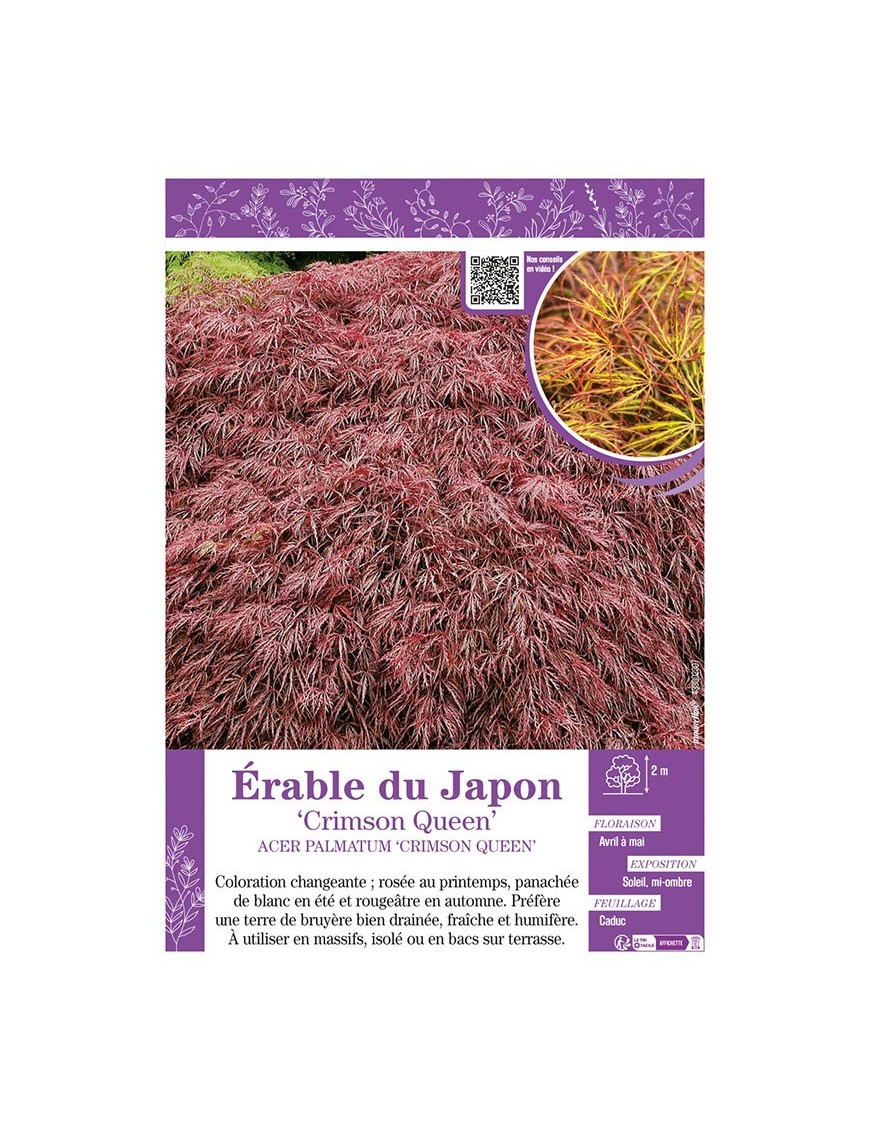 ACER PALMATUM CRIMSON QUEEN voir ÉRABLE DU JAPON