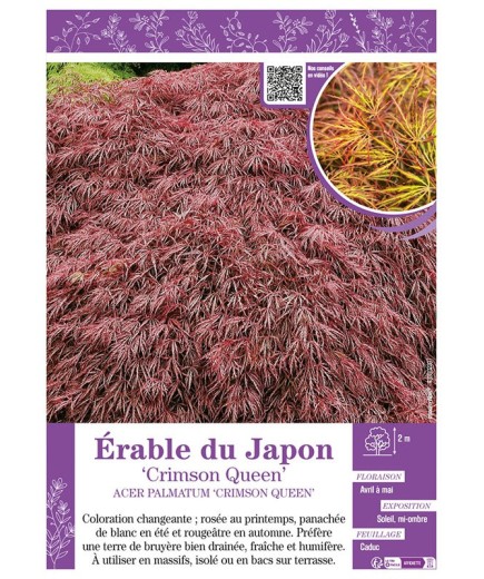 ACER PALMATUM CRIMSON QUEEN voir ÉRABLE DU JAPON