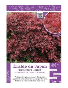 ACER PALMATUM DISSECTUM GARNET voir ÉRABLE DU JAPON