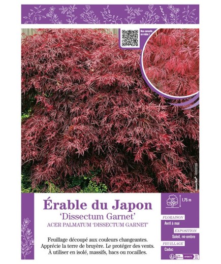 ACER PALMATUM DISSECTUM GARNET voir ÉRABLE DU JAPON